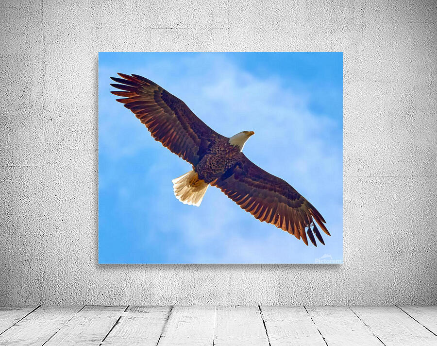 Soaring Bald Eagle Wall Preview