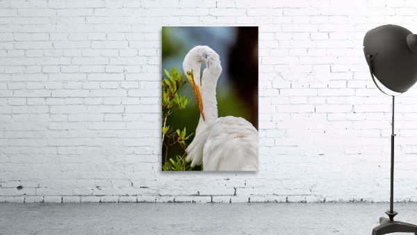 Preening Great Egret Closeup Wall Preview