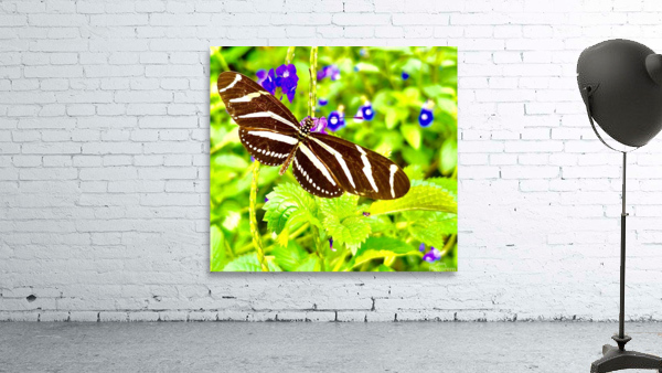 Zebra Longwing Wall Preview
