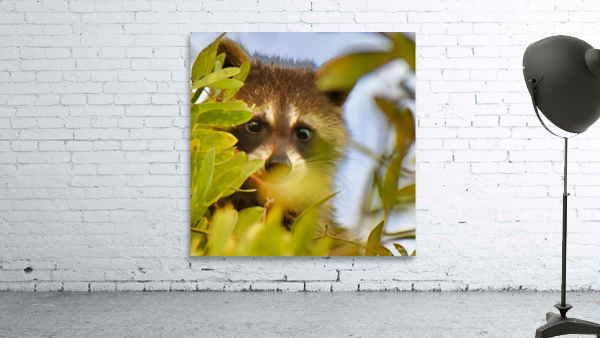 Racoon Kit Wall Preview