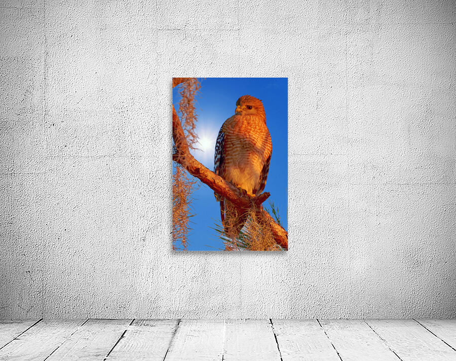 Red Shouldered Hawk w Spanish Moss Wall Preview