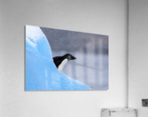 Peek-A-Boo Acrylic Print