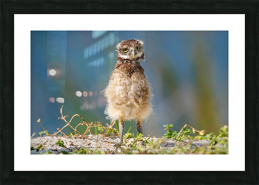 Bedraggled & Bewildered Picture Frame print