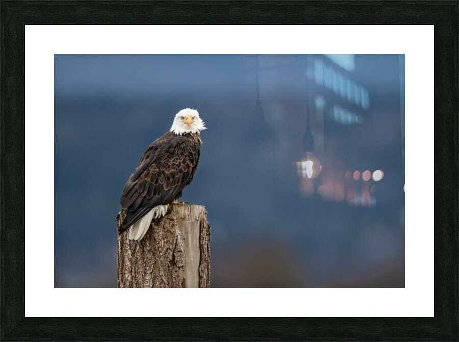 Bald & Beautiful Picture Frame print