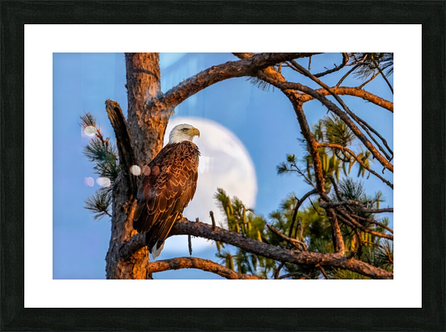 The Eagle Has Landed Picture Frame print