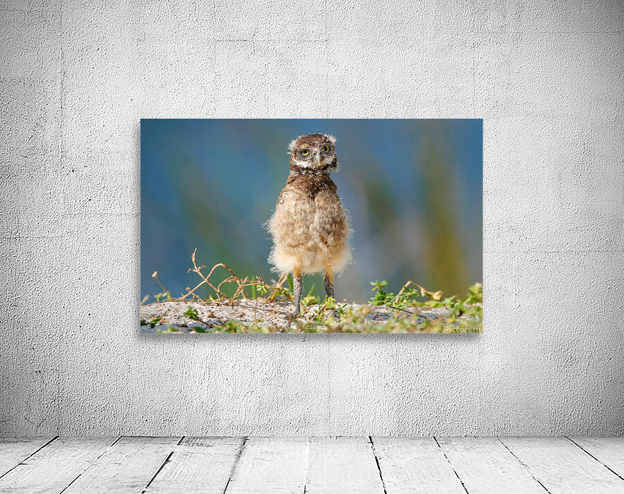 Bedraggled & Bewildered Wall Preview