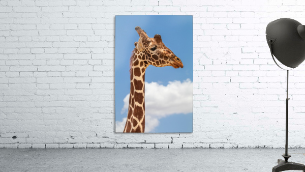 Head in the Clouds Wall Preview