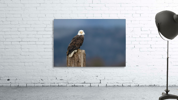 Bald & Beautiful Wall Preview