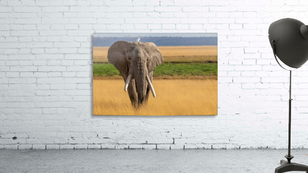Untitled Wall Preview
