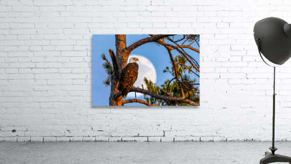 The Eagle Has Landed Wall Preview