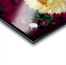 Strawflower Acrylic print