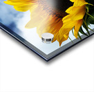 Sunflower Acrylic print