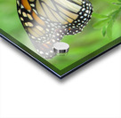 Monarch Acrylic print