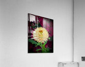 Strawflower Acrylic Print