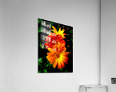Calendula Acrylic Print