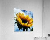 Sunflower Acrylic Print