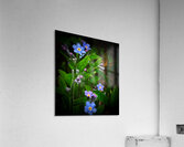 Forget Me Not Acrylic Print