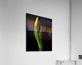 Amaryllis Acrylic Print