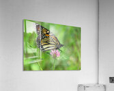 Monarch Acrylic Print