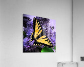 Swallow Tail Acrylic Print