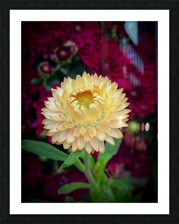 Strawflower Picture Frame print