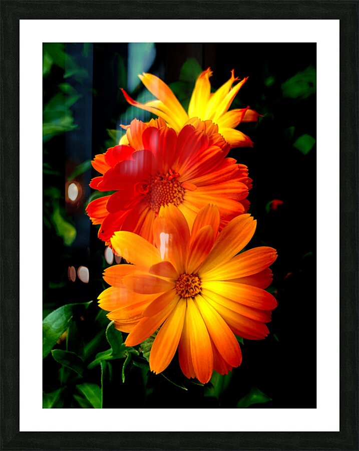 Calendula Picture Frame print