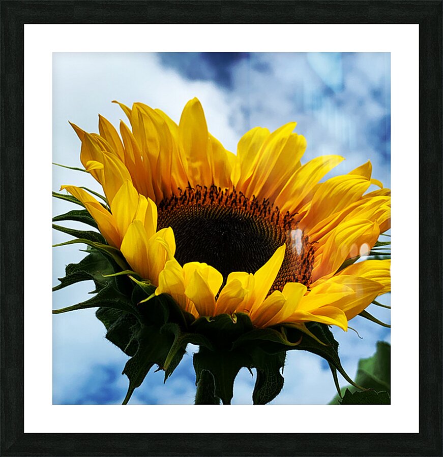 Sunflower Picture Frame print