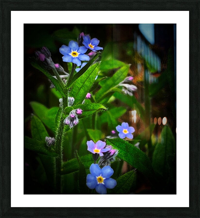 Forget Me Not Picture Frame print