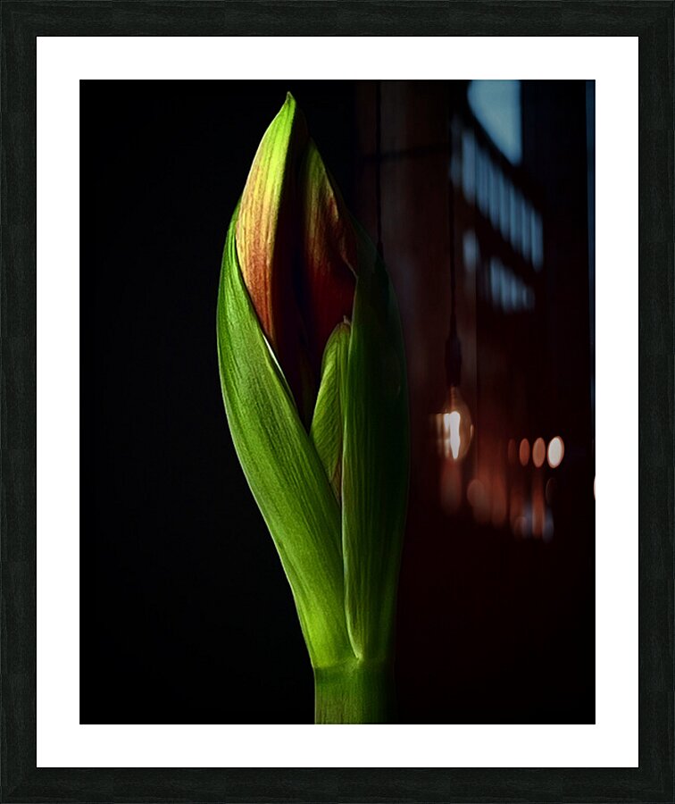 Amaryllis Picture Frame print