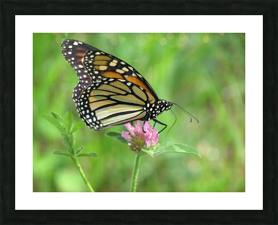 Monarch Picture Frame print