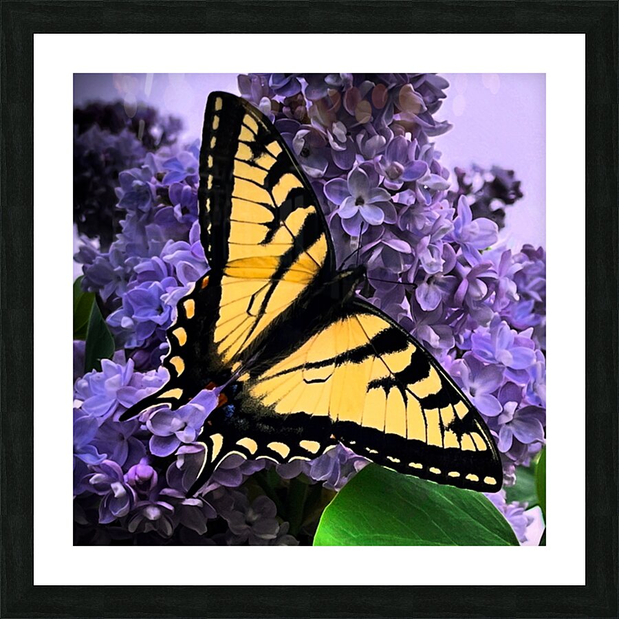 Swallow Tail Picture Frame print