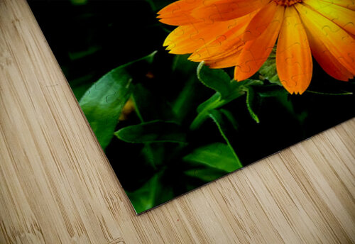 Calendula Yvonne Rudiger puzzle