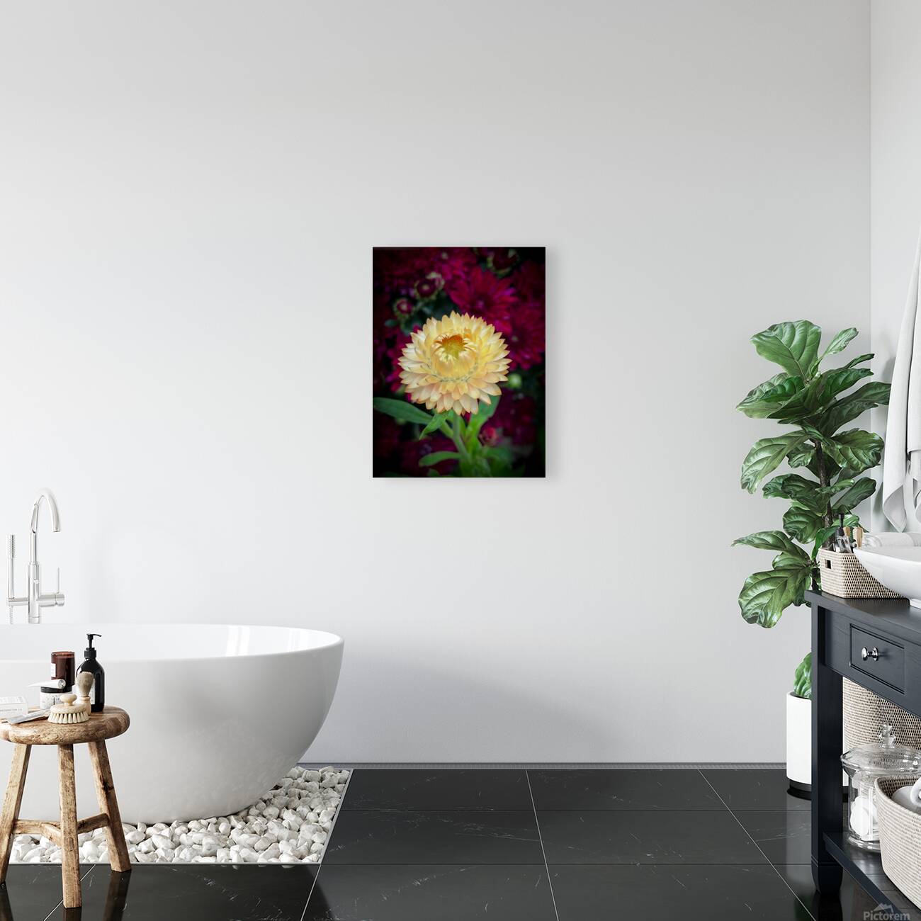 Strawflower Reproduction