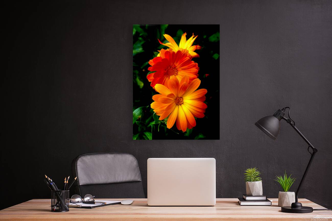 Calendula Reproduction
