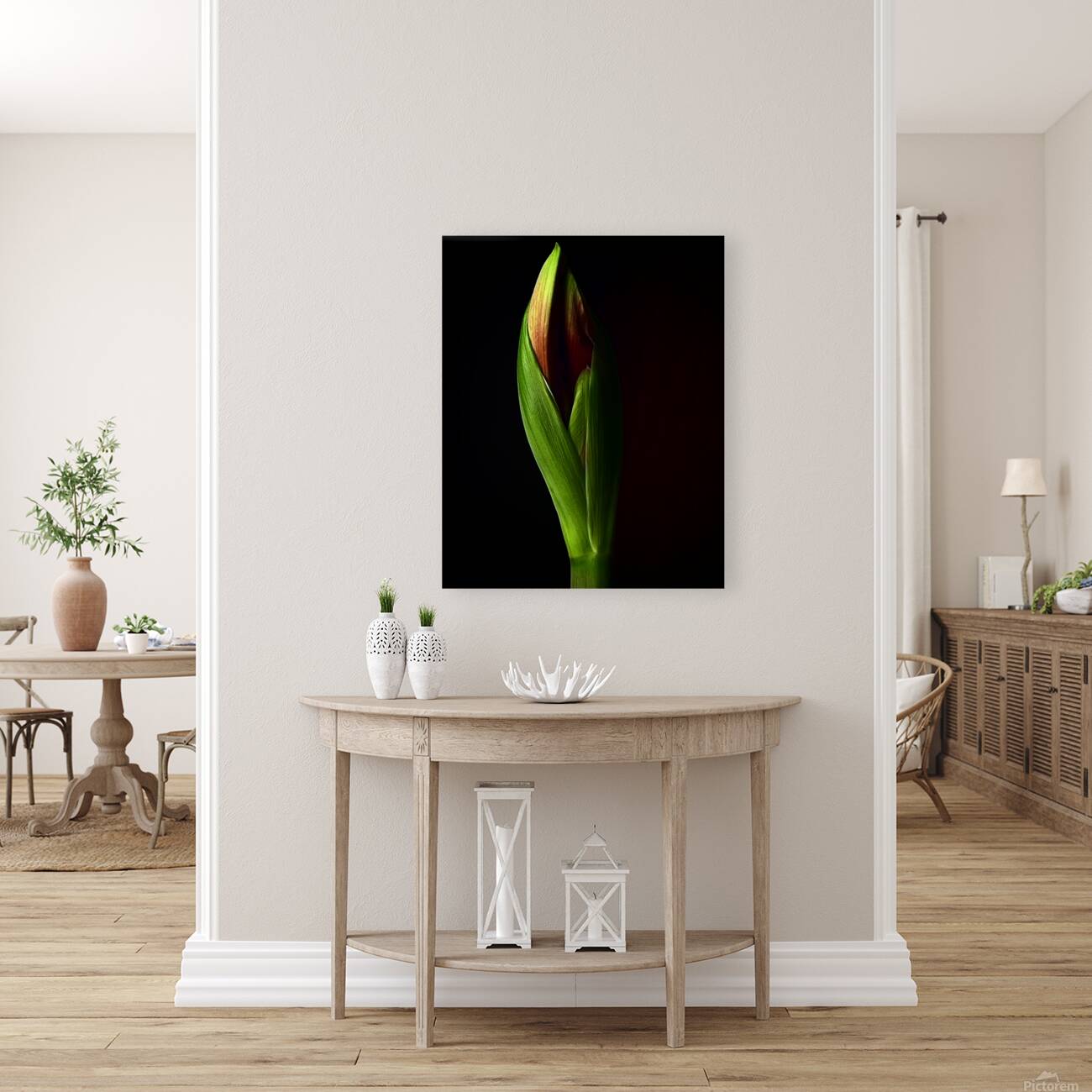 Amaryllis Reproduction