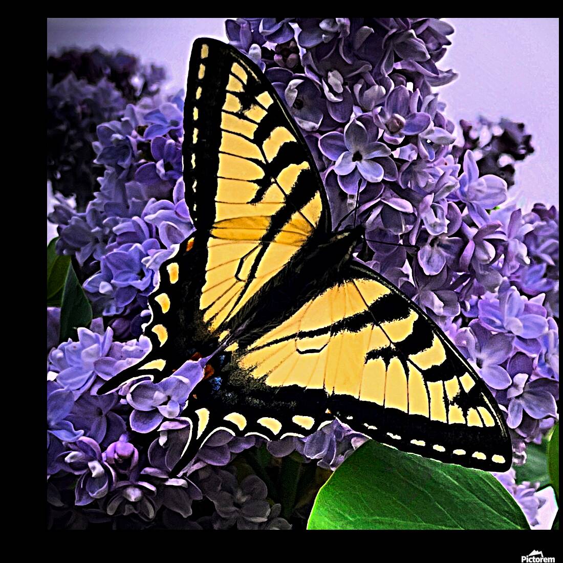 Swallow Tail Reproduction