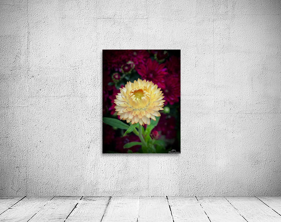 Strawflower Wall Preview