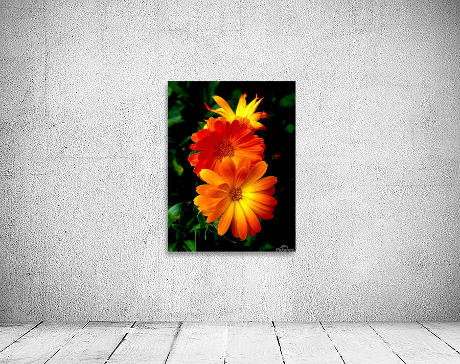 Calendula Wall Preview