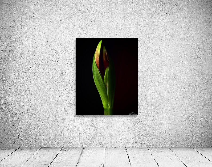 Amaryllis Wall Preview