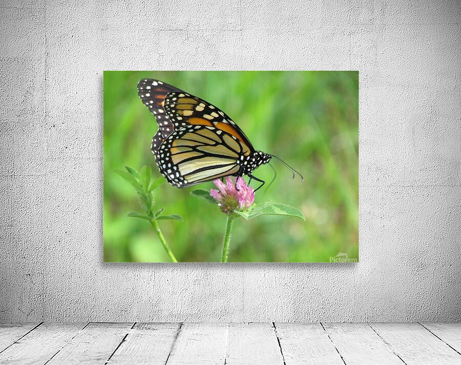 Monarch Wall Preview