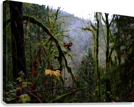 adventure ahead Canvas Print