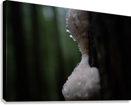 dewy mushroom Canvas Print