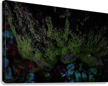 mossy times Canvas Print