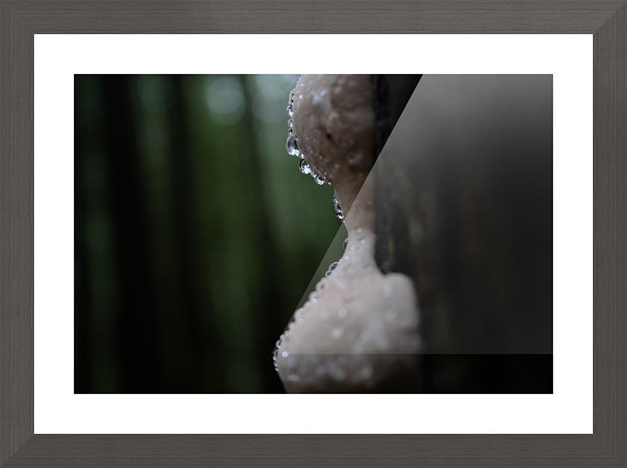dewy mushroom Picture Frame print