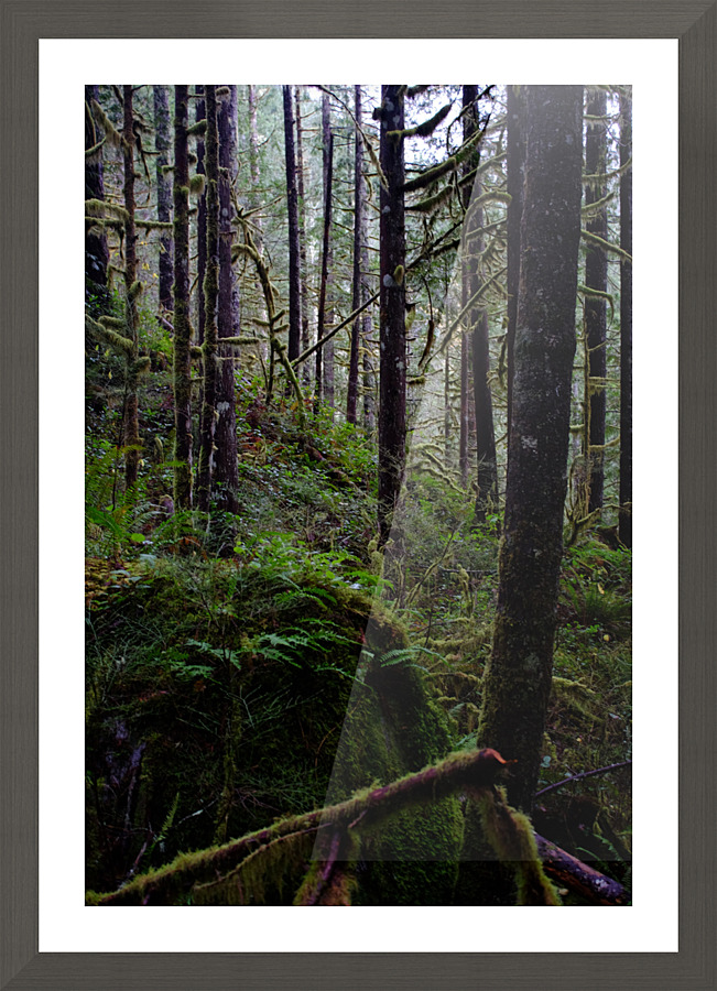 great forest beyond  Picture Frame print