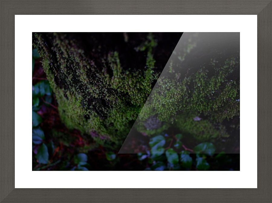 mossy times Picture Frame print