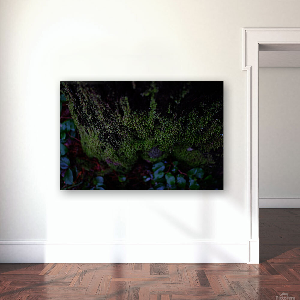 mossy times Reproduction