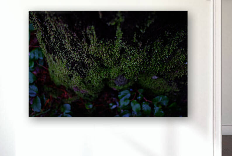 mossy times Reproduction