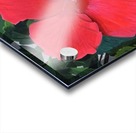 hibiscus Acrylic print