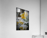 SnowyDaffodils2 Acrylic Print